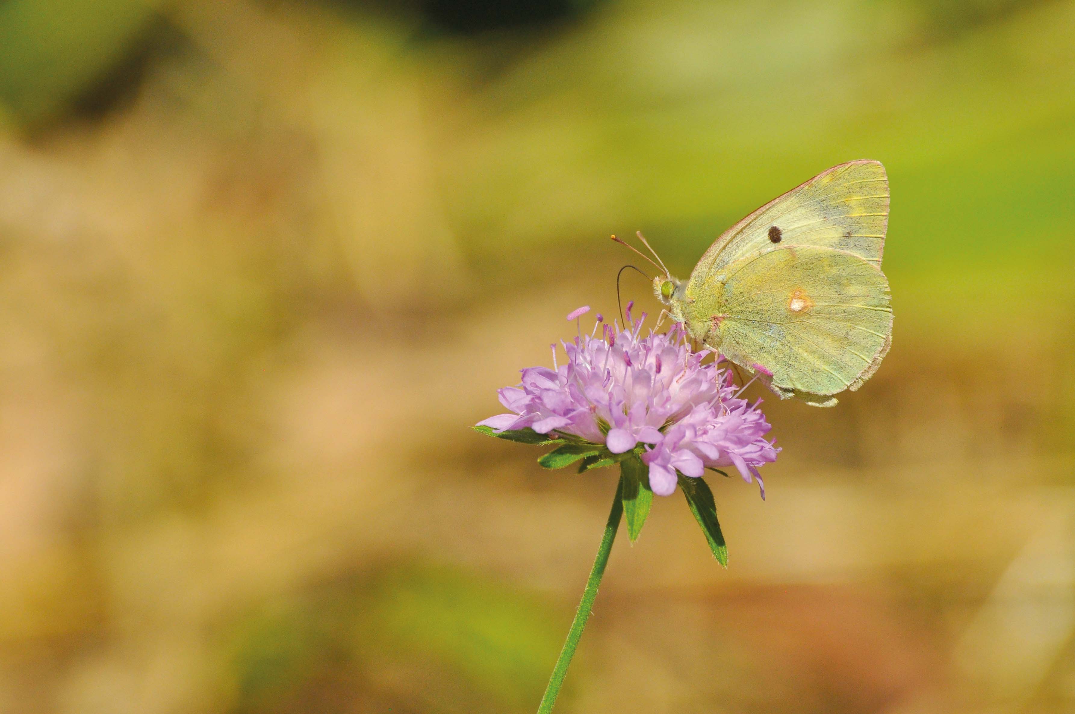 BioBlitz 