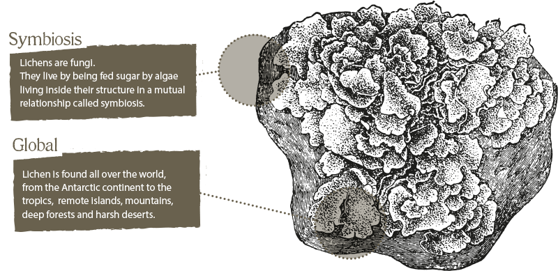 Diagram of lichen. Lichen are funghi, they live by being fed sugar by algae living inside their structure in a mutual relationship called symbosis. Lichen is found all over the world, from the Antarctic continent to the tropics, remote islands, mountains, deep forests and harsh deserts.