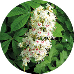 Horse chestnut