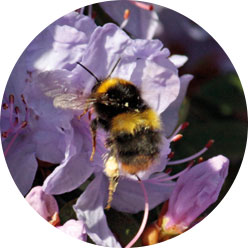 Bee buzzing among the flowers