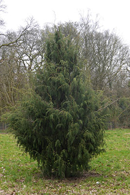 Canary Islands Juniper