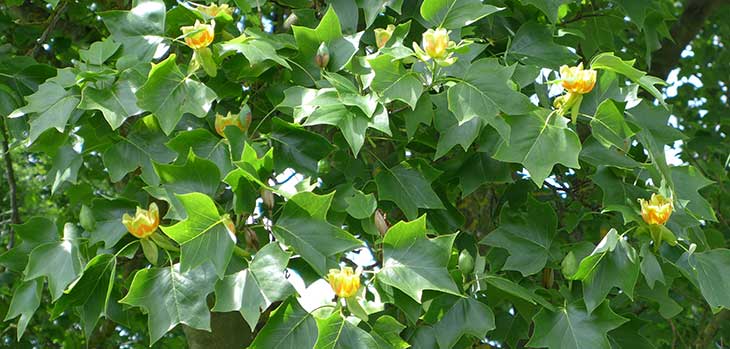 Tulip Tree