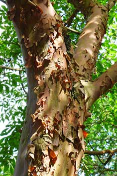 Stewartia monadelpha