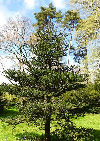 Abies delavayi