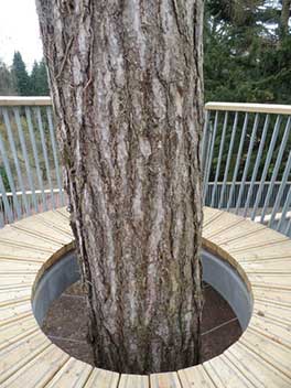 The black pine which is surrounded by the crows nest platform