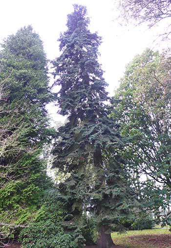 Algerian fir