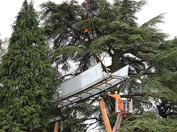 This section of the walkway comes very close to a large cedar - our Tree Team were on hand to help!