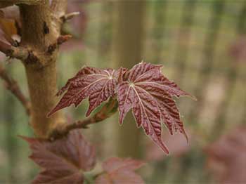 Acer amamiense