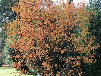 Japanese red maple