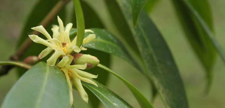 Illicium simonsii