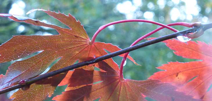 Japanese maple