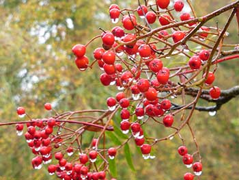 Sorbus scalaris