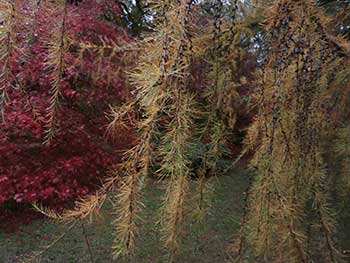 European Larch