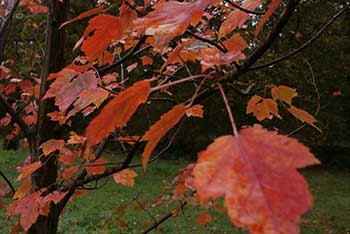 Red Maple