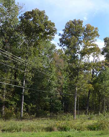 Edge of the Carya myristiciformis population