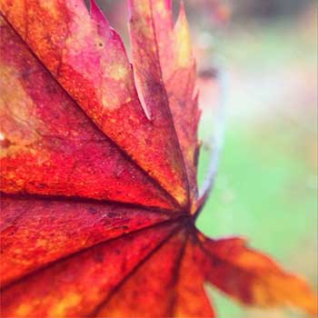 Autumn leaf