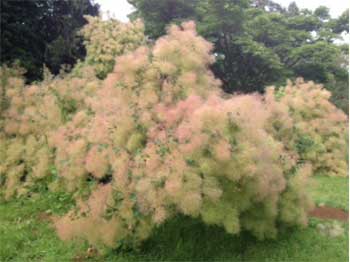 Old Arboretum