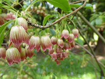 Enkianthus deflexus