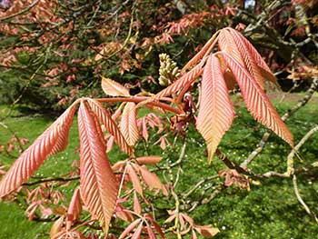 Aesculus x neglecta 'Erythroblastos'