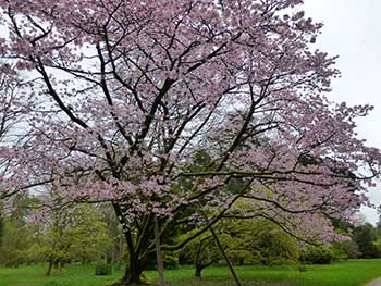 Prunus sargentii