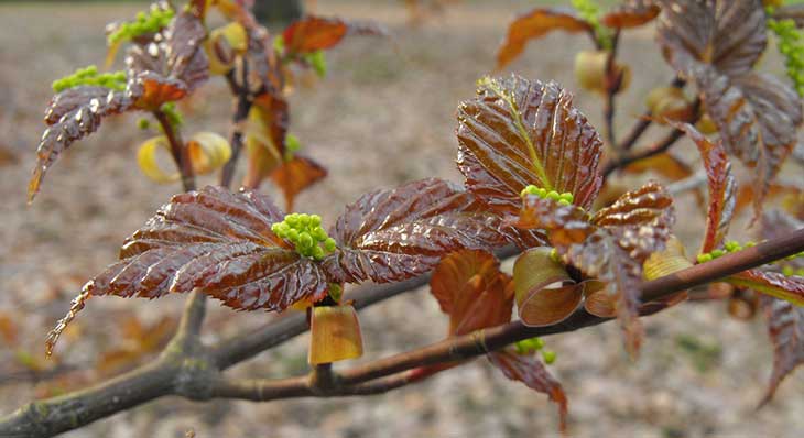 Acer morifolium