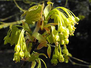 Acer opalus