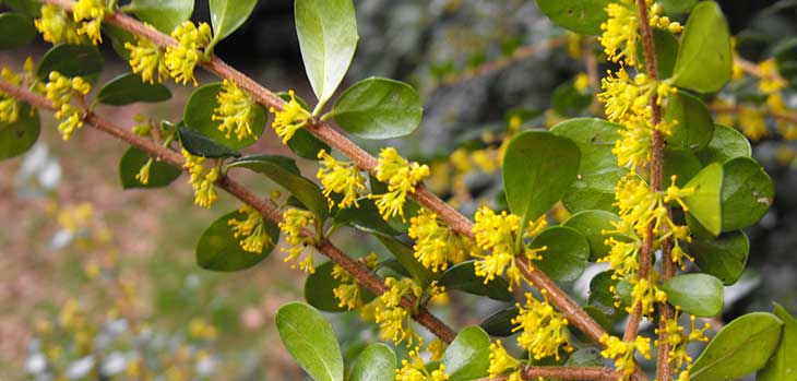 Azara microphylla