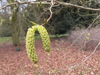 Alnus pendula