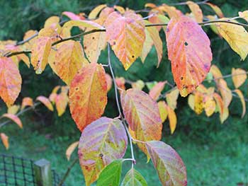 Malus tchonoskii