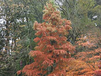 Taxodium distichum