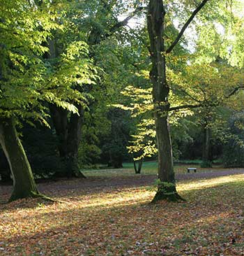 Carpinus betulus