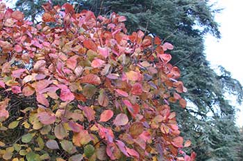 Cotinus coggygria