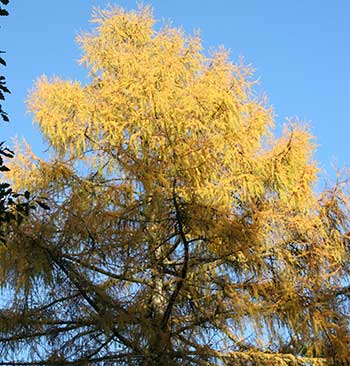 Larix x eurolepis