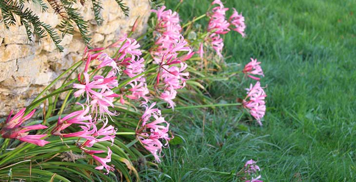 Nerine bowdenii