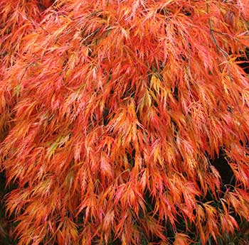 Acer palmatum 'Dissectum'