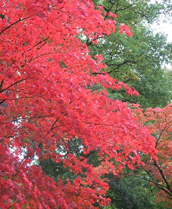 Japanese maple