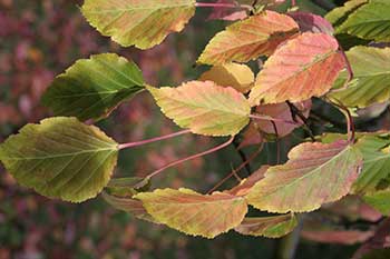 An autumn walk with. . . 