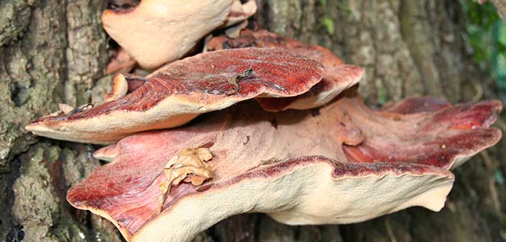 Beefsteak fungus