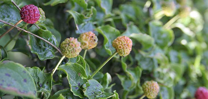 Cornus kousa