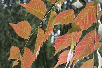 Zelkova serrata