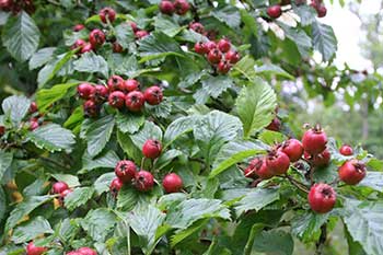 Crataegus punctata