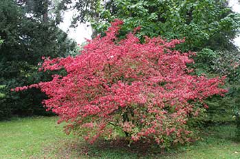 euonymus-alatus