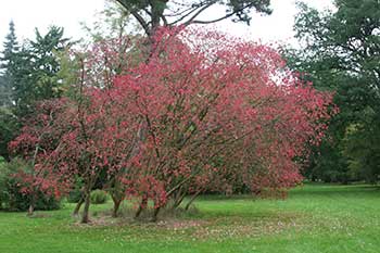 Euonymus oxyphyllus