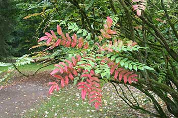 Mahonia japonica 'Bealei'