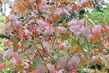 Viburnum furcatum