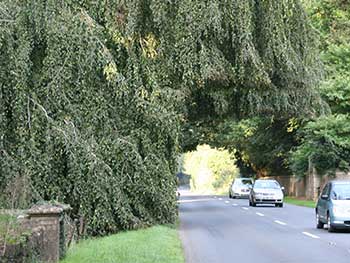 Weeping Beech