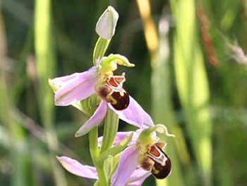 Bee orchid