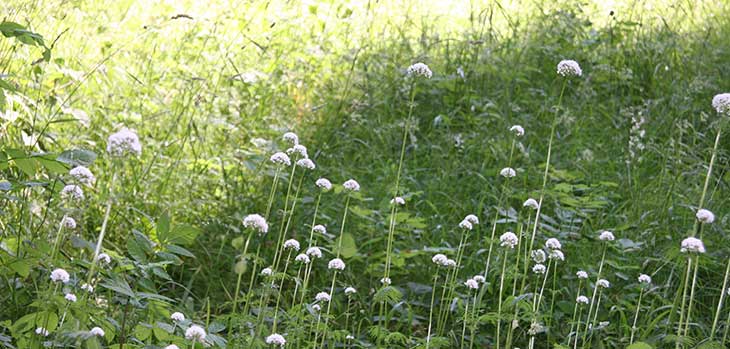 Wildflowers in Silk Wood