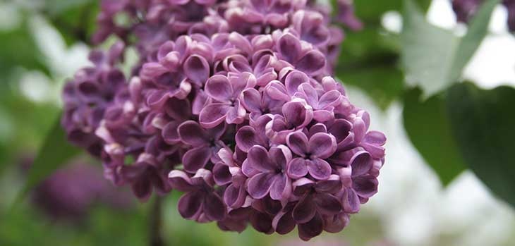 Lilac (Syringa)