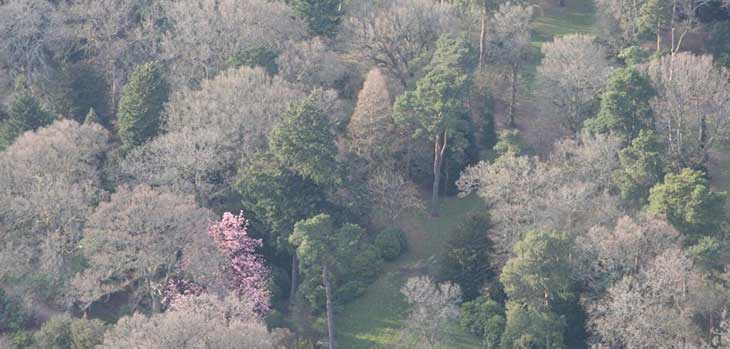 Magnolia sprengeri ‘Diva’